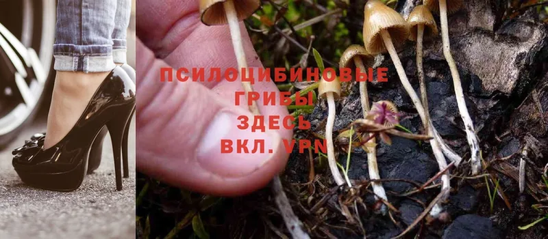 Псилоцибиновые грибы Psilocybine cubensis  Глазов 